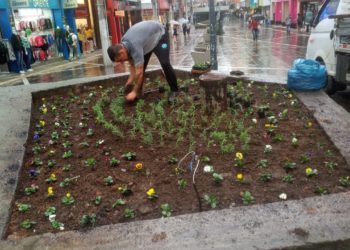 Floreiras do calçadão recebem novas mudas em ação que revigora o tradicional local de comércio da cidade — Foto: Divulgação SMMA