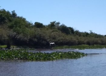 APA do Banhado Grande é a maior do Rio Grande do Sul — Crédito: Grupo de Estudos de Áreas Úmidas