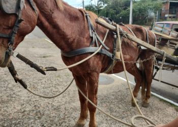 O animal não apresentava ferimentos graves, mas tinha marcas de utilização da carroça, feridas em uma das patas e baixo peso